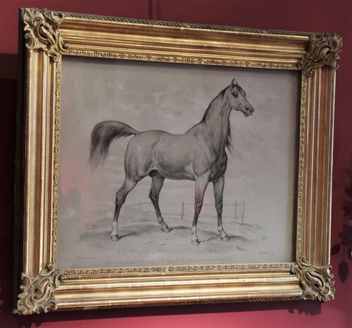 Victor Adam: Caliste, arabian stallion